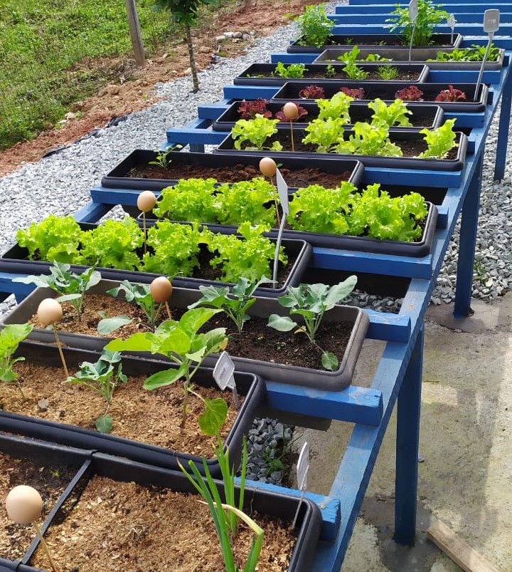 Imagem capturando uma horta, com diversos tipos de plantios, que retrata uma das atividades realizada na APISCAE.