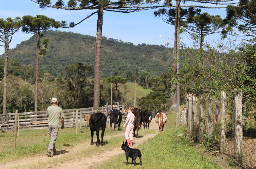  Raízes da terra: a luta dos trabalhadores rurais de Campo Alegre