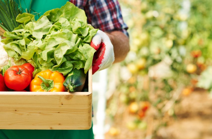  Hortas comunitárias e agricultura orgânica: sustentabilidade ao alcance de todos?