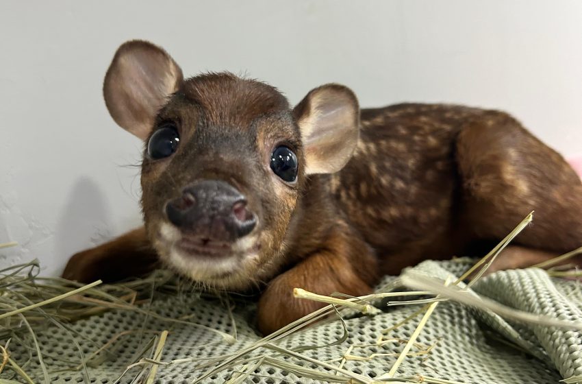  Conheça sobre o resgate e recuperação de animais silvestres em Joinville