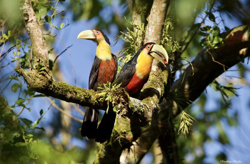  Guará se torna símbolo dos cuidados ambientais com aves silvestres em Joinville